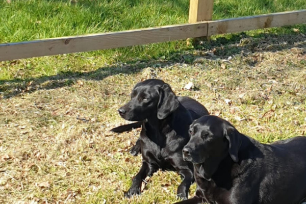 Dogs Walk Area